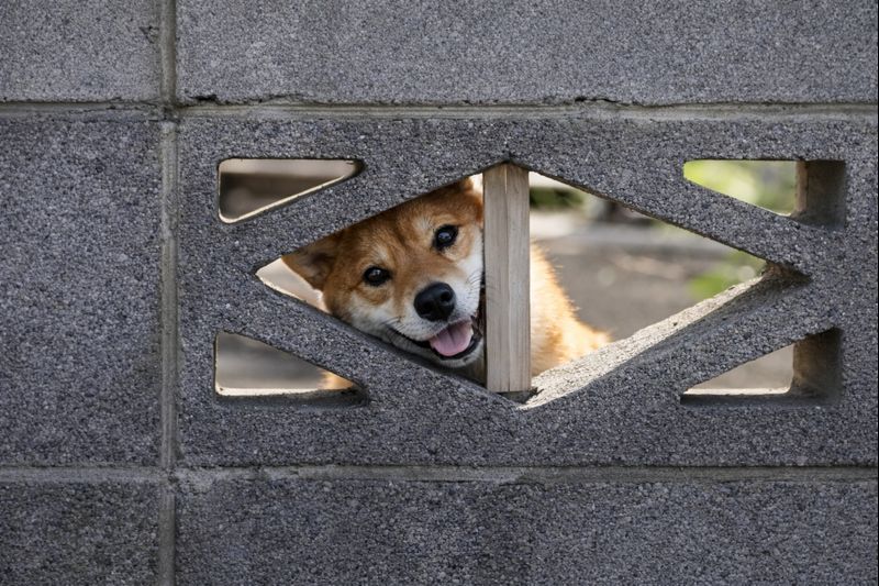 外からの視線が気になる…| 発泡スチロール壁という目隠しの選択肢 外からの視線が気になる…| 発泡スチロール壁という目隠しの選択肢